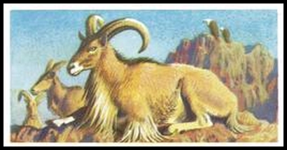 28 Barbary Sheep